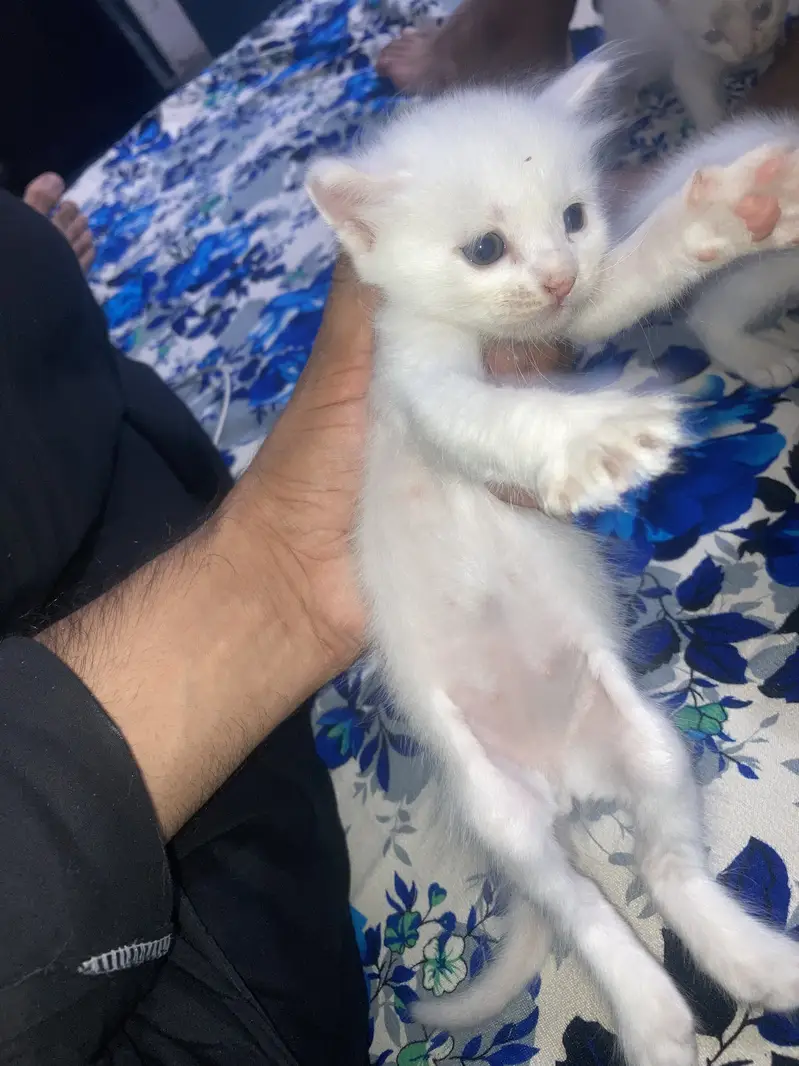 3 kitten one female aur 2 male  0/308/94/924/62 whatsaap aur call — photo 3