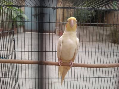 Talking cocktail pair for sale +923267409123