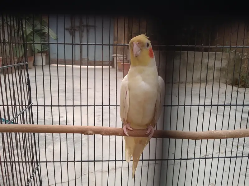 Talking cocktail pair for sale +923267409123 — photo 2