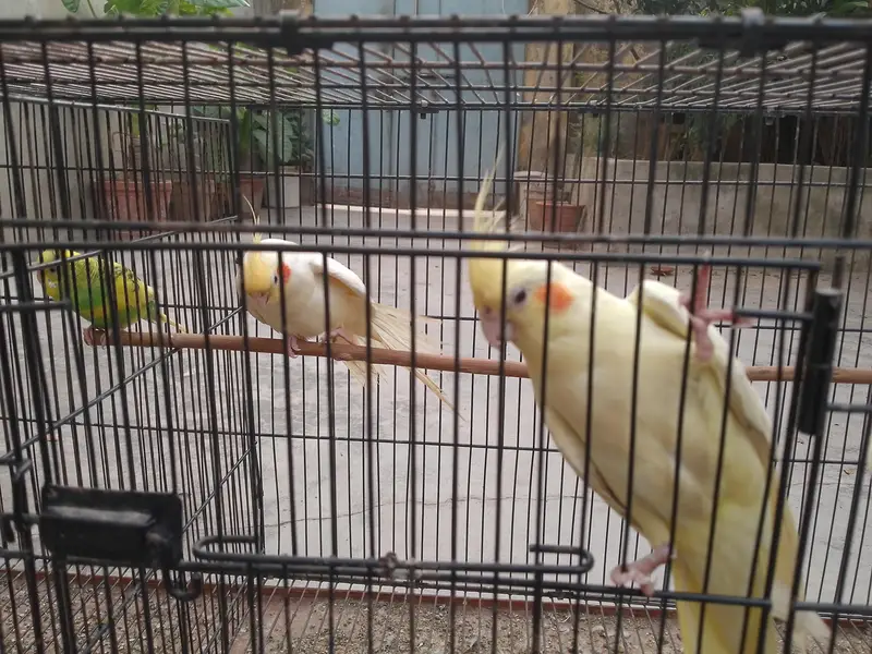 Talking cocktail pair for sale +923267409123 — photo 3