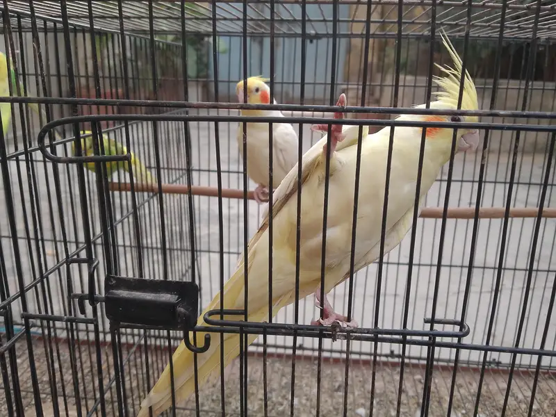 Talking cocktail pair for sale +923267409123 — photo 4