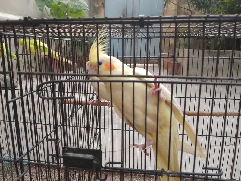 Talking cocktail pair for sale +923267409123 — photo 5