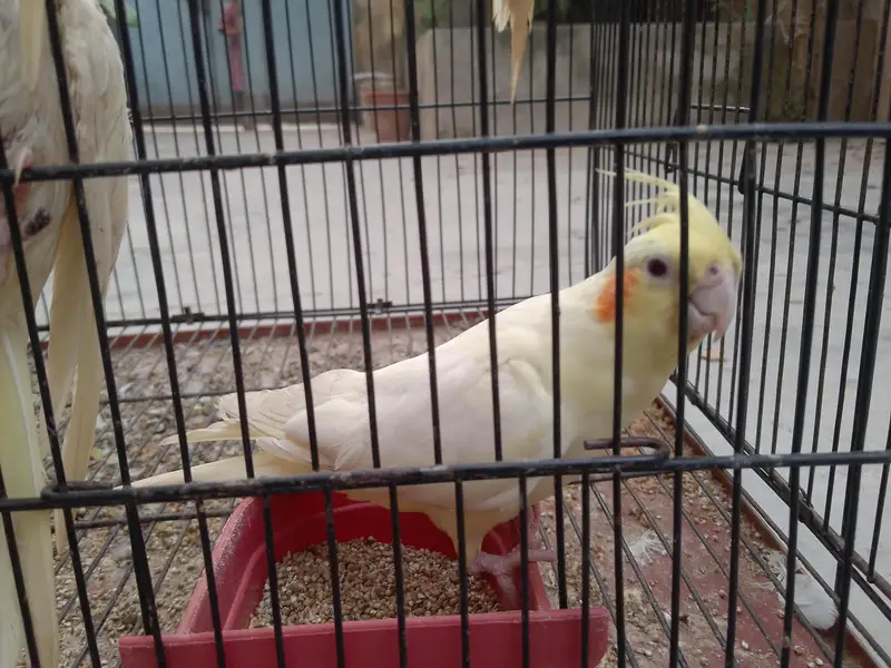 Talking cocktail pair for sale +923267409123 — photo 6