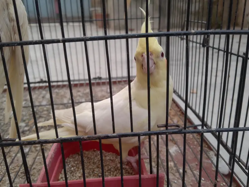 Talking cocktail pair for sale +923267409123 — photo 7