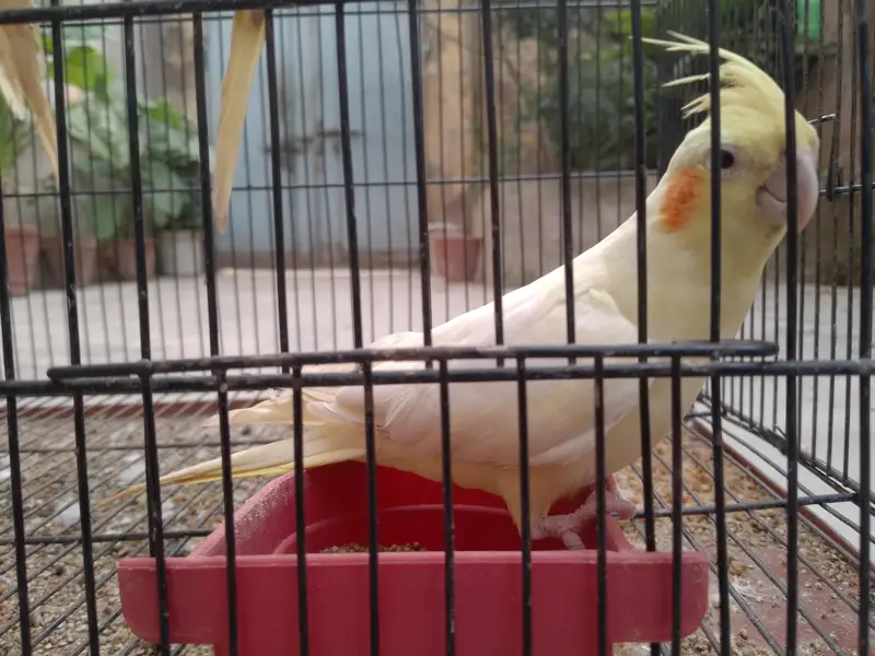 Talking cocktail pair for sale +923267409123 — photo 8