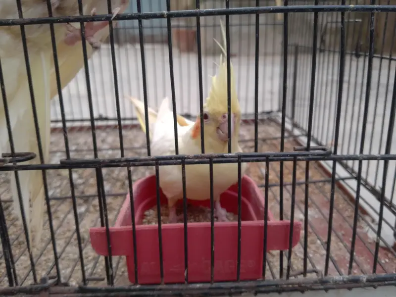 Talking cocktail pair for sale +923267409123 — photo 9