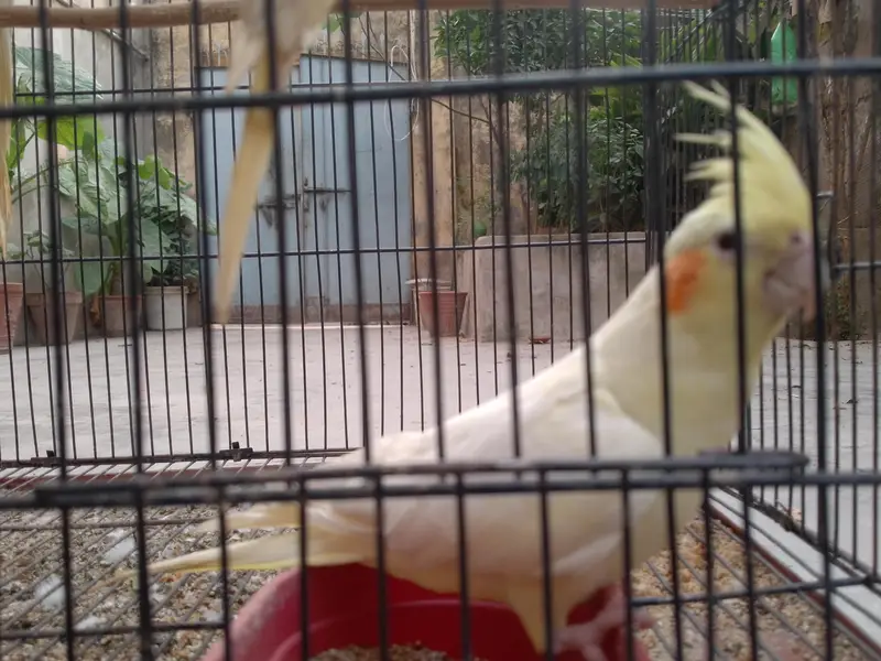 Talking cocktail pair for sale +923267409123 — photo 10