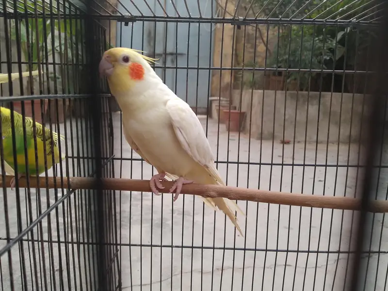 Talking cocktail pair for sale +923267409123 — photo 11