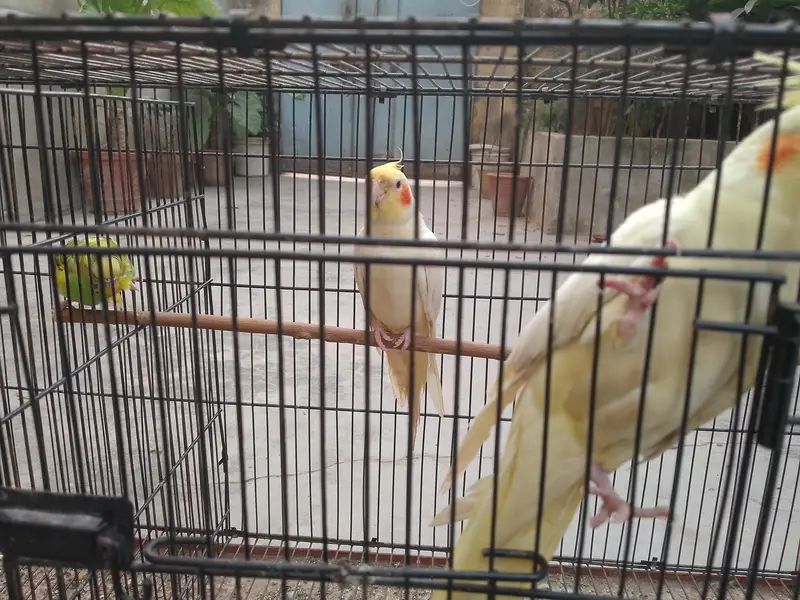 Talking cocktail pair for sale +923267409123 — photo 12