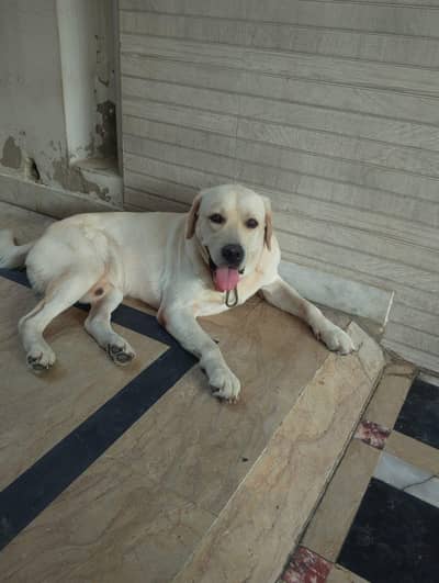 british labrador pedigree