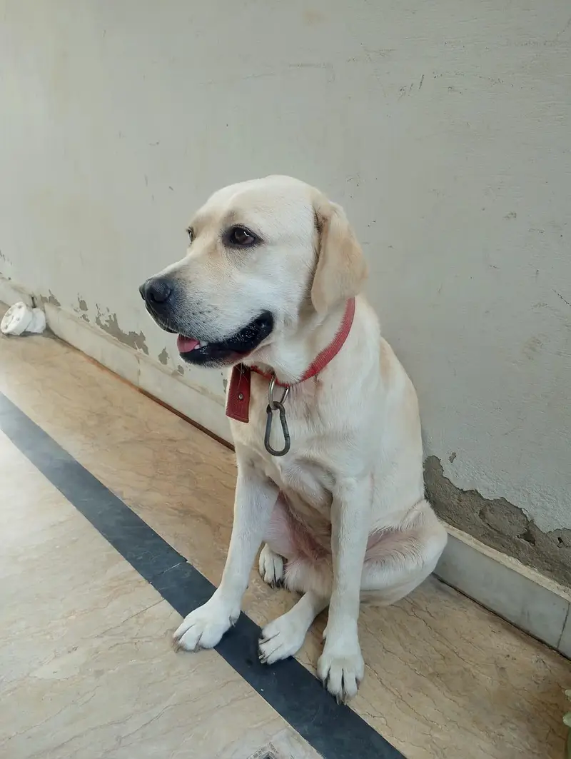 british labrador pedigree — photo 2