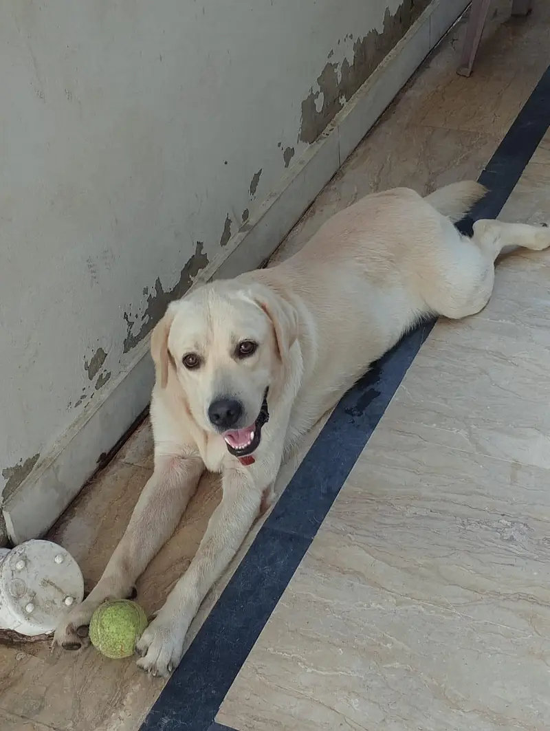 british labrador pedigree — photo 3