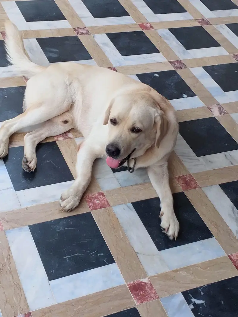 british labrador pedigree — photo 4