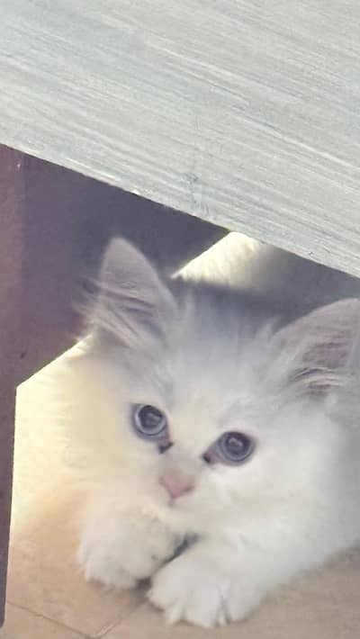 Persian White Kitten