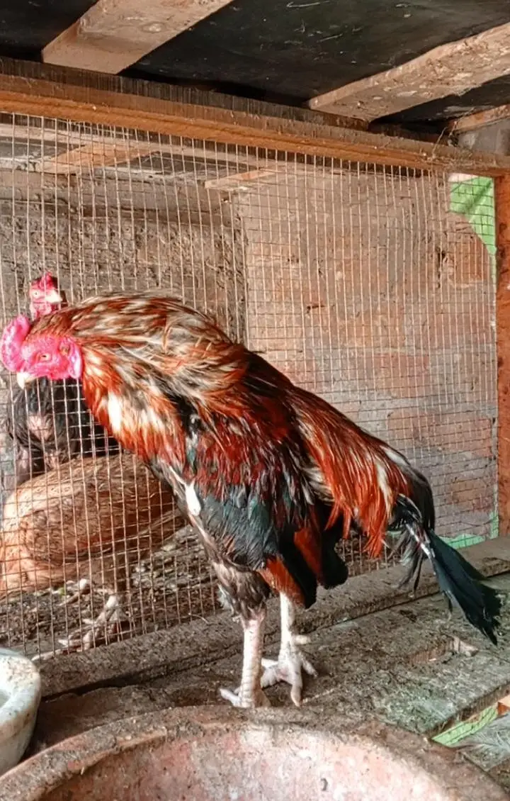 3 amroha & merathi Murghy — photo 2