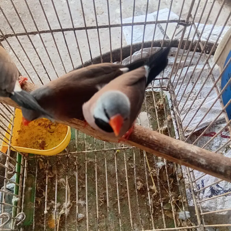 Shaft tail finch long Tailed  love birds parrot finh iz — photo 3
