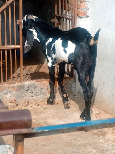 Goat Amratsari betal