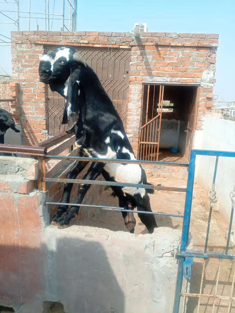 Goat Amratsari betal — photo 2