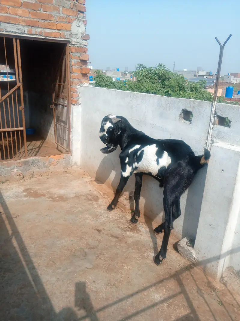 Goat Amratsari betal — photo 3