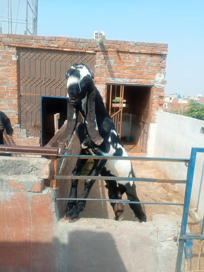 Goat Amratsari betal — photo 4
