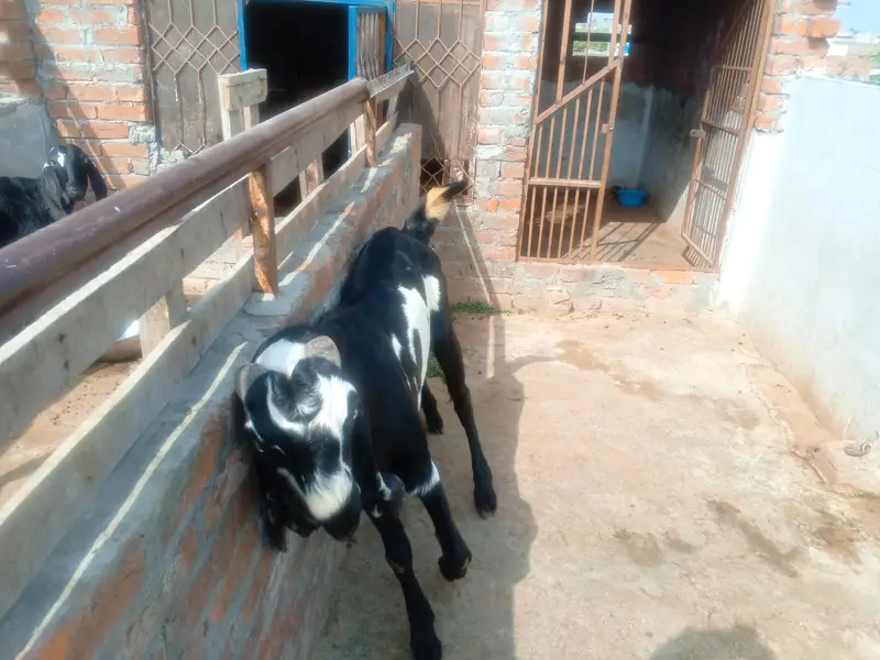 Goat Amratsari betal — photo 5