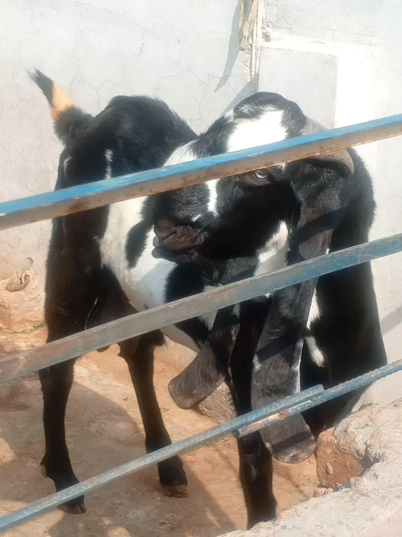 Goat Amratsari betal — photo 6