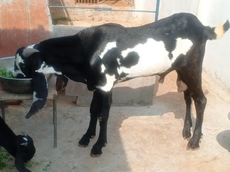 Goat Amratsari betal — photo 7