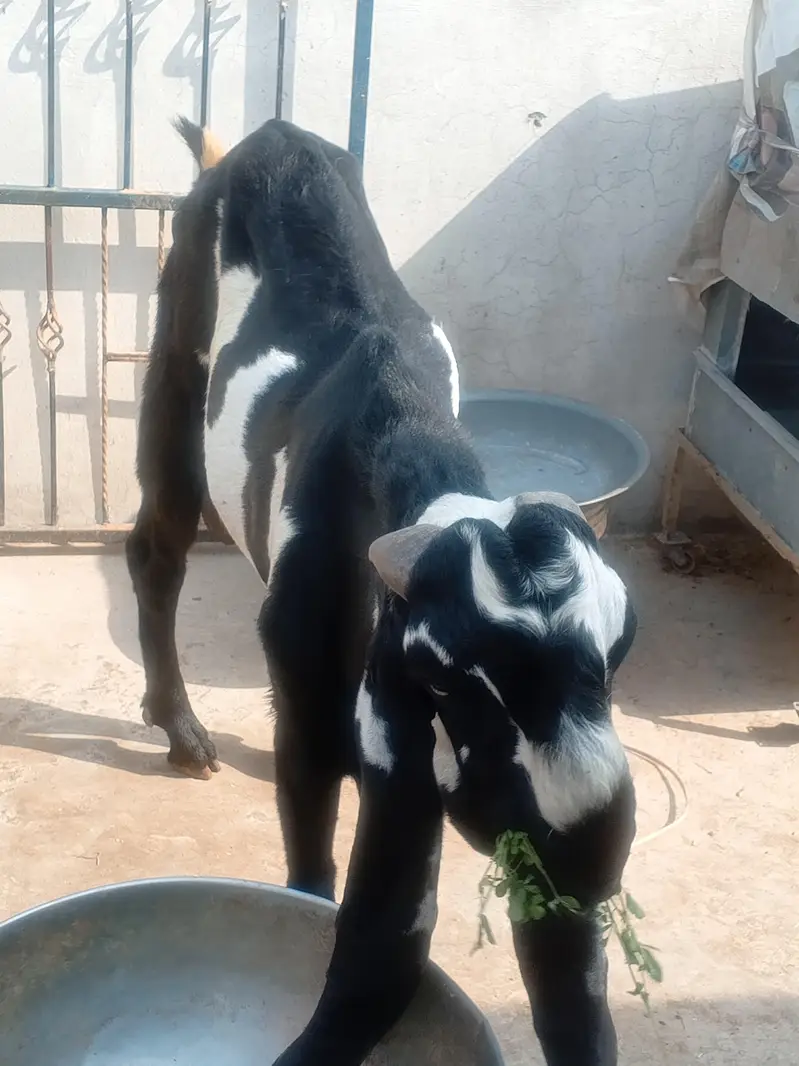 Goat Amratsari betal — photo 8