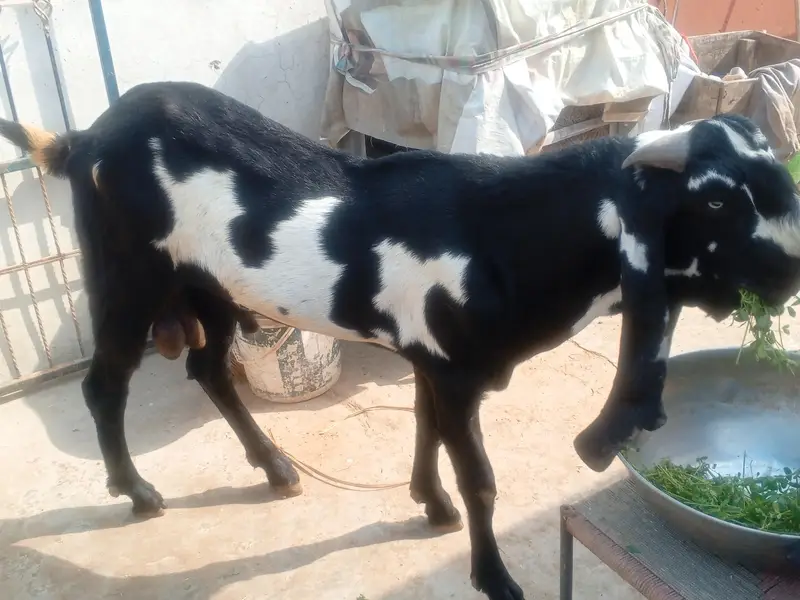 Goat Amratsari betal — photo 9