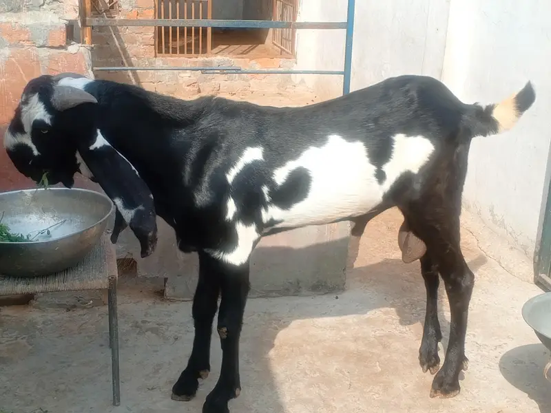 Goat Amratsari betal — photo 10