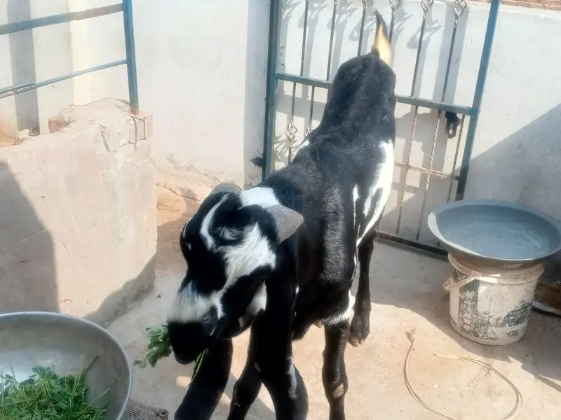 Goat Amratsari betal — photo 11
