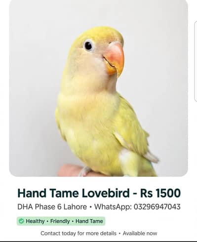 ALL PARROTT available hand tame available what app num ha 03296947043