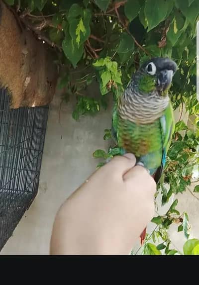 ALL PARROTT available hand tame available what app num ha 03296947043