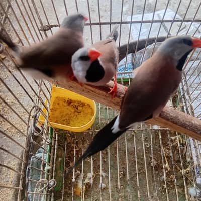 Shaft tail finch long Tailed  love birds parrot finh iz