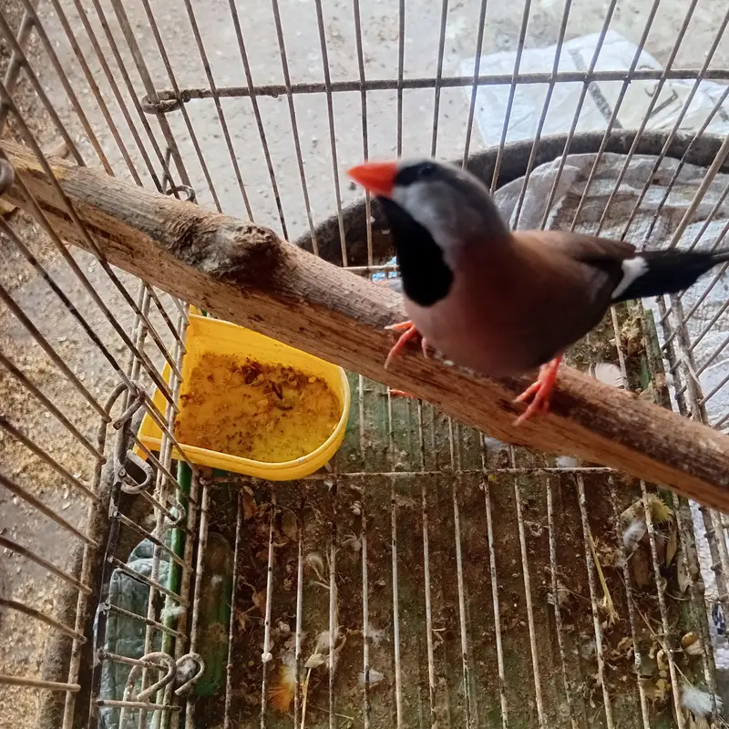 Shaft tail finch long Tailed  love birds parrot finh iz — photo 4