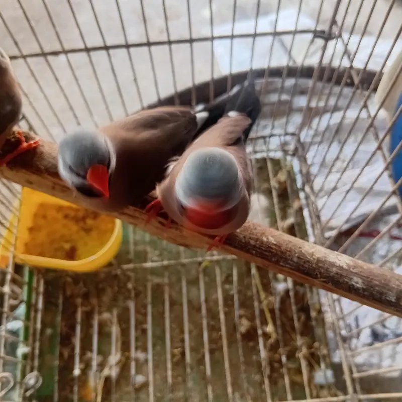 Shaft tail finch long Tailed  love birds parrot finh iz — photo 5