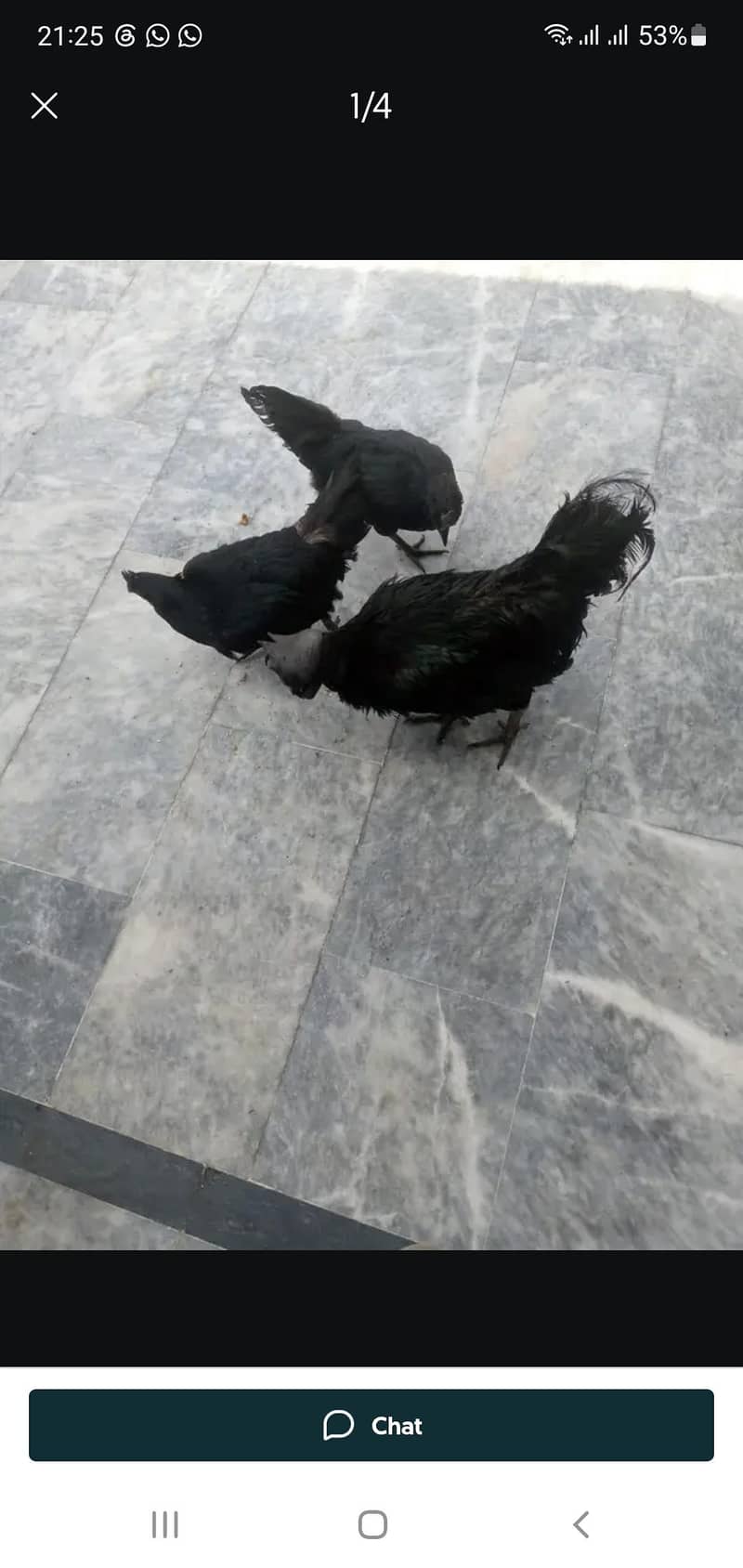 بہت عمدہ نسل ھے اوریجنل 1