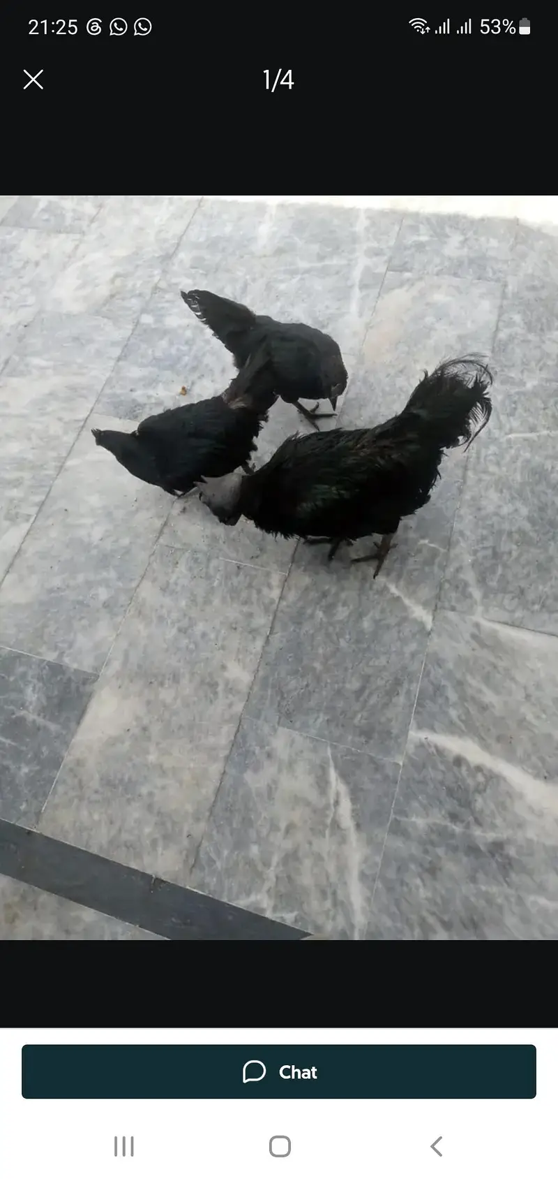 بہت عمدہ نسل ھے اوریجنل — photo 2