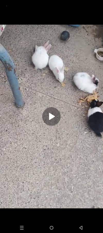 rabbits 2 mAh babies