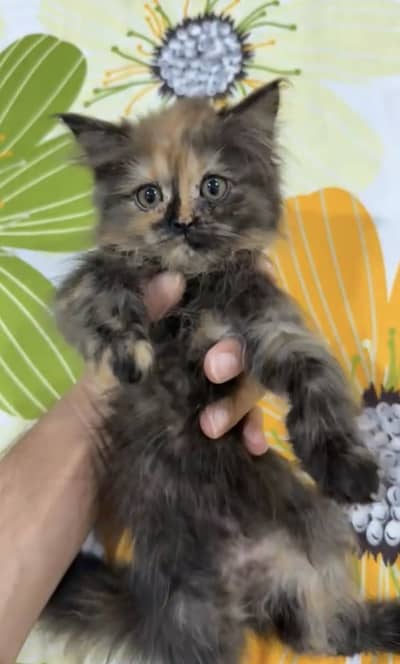 Persian Kittens Pair