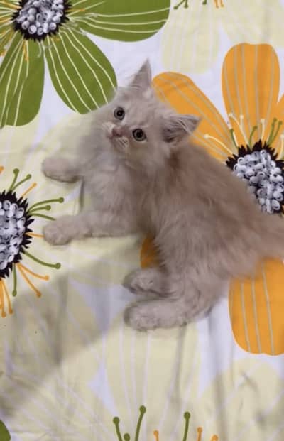 Persian Kittens Pair
