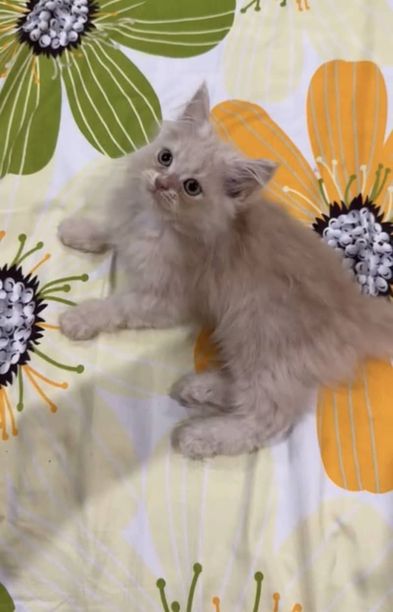 Persian Kittens Pair 0