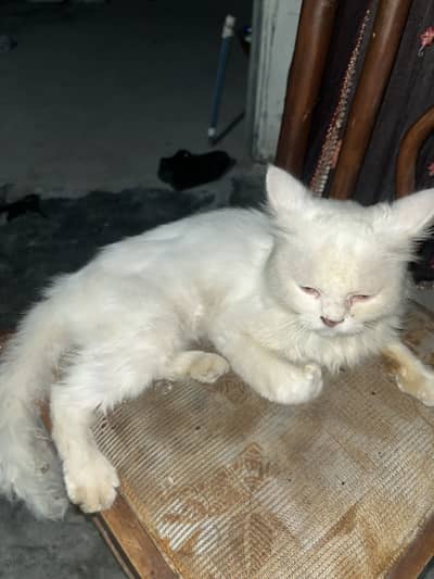 Persian cat for sell