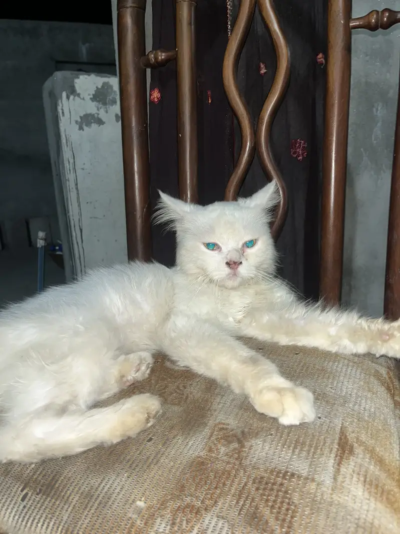 Persian cat for sell — photo 2