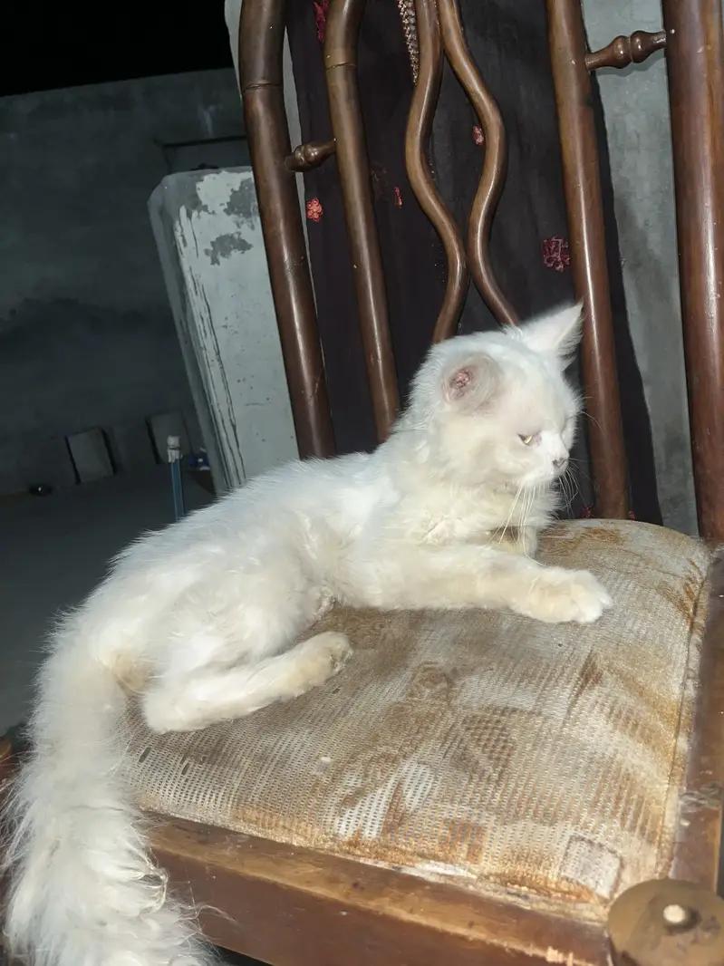 Persian cat for sell — photo 3