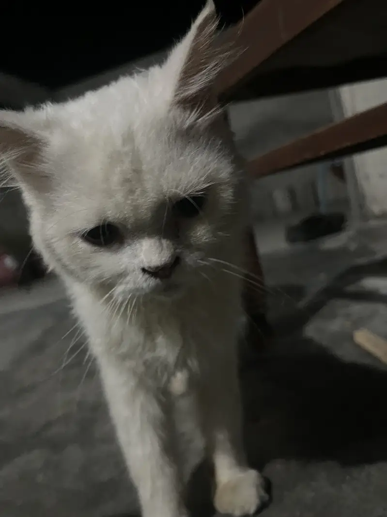 Persian cat for sell — photo 4