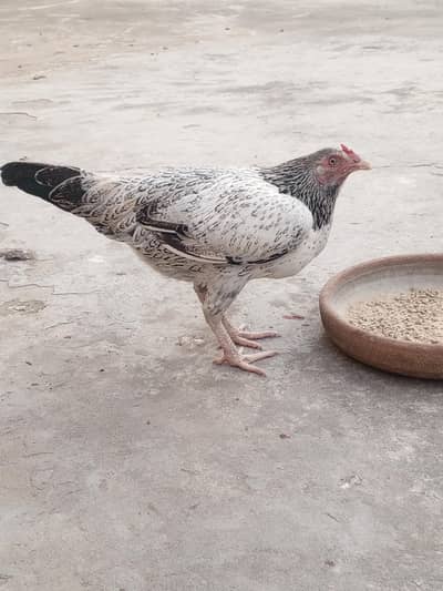 pure desi murgi kuruk ha