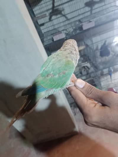 conure raw parrot heera aseel exchange possible
