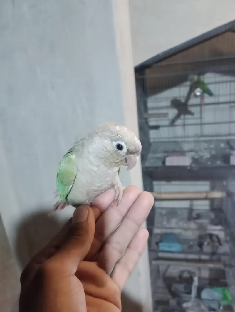 conure raw parrot heera aseel exchange possible — photo 2