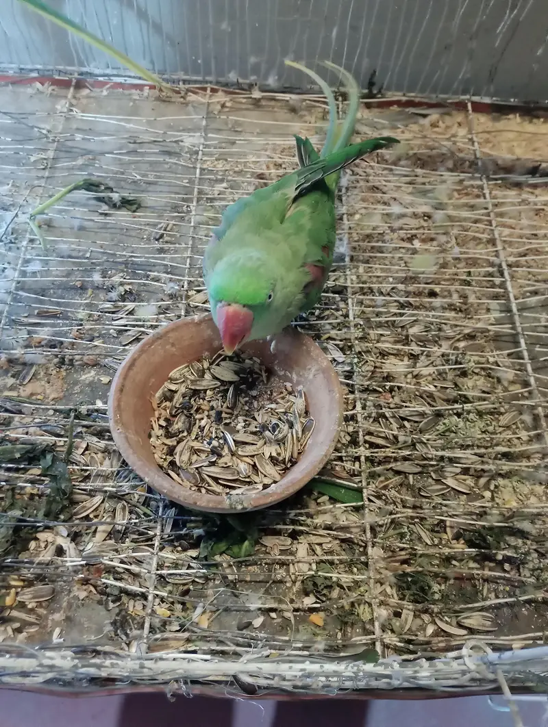 conure raw parrot heera aseel exchange possible — photo 3